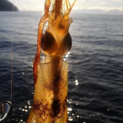 いかさんも大変だ！？