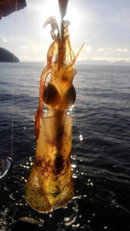 いかさんも大変だ！？