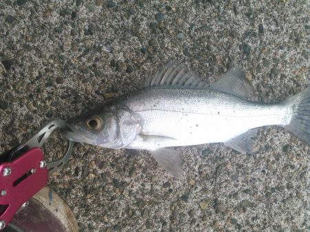 久しぶりのルアー