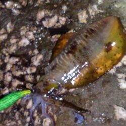 久しぶりの釣果