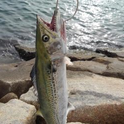 タチウオは何処？