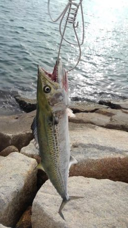 タチウオは何処？