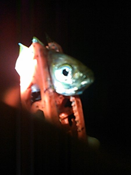 タチウオ、アジ