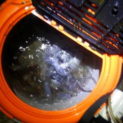 みんなでヒイカ！