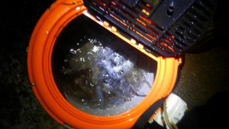 みんなでヒイカ！