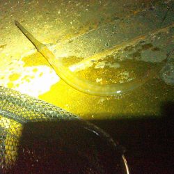 ダツが群れてました…