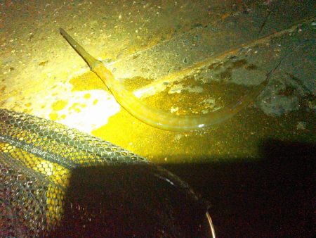 ダツが群れてました…