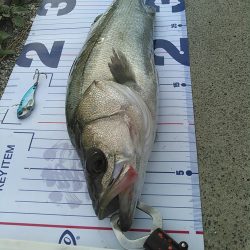 浜名湖シーバス デイゲーム