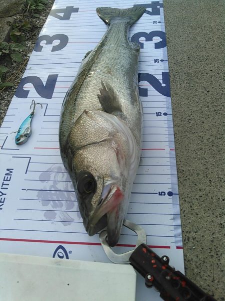 浜名湖シーバス デイゲーム