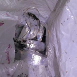 タチウオ細くない?