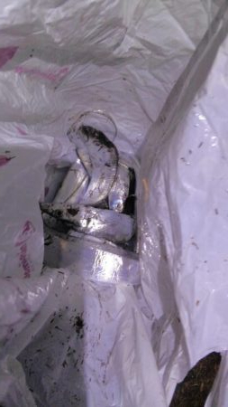 タチウオ細くない?