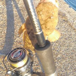 ヒラメシーズン!