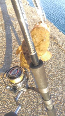 ヒラメシーズン!