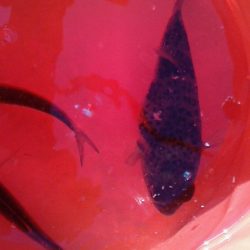 釣果はサビキのみ