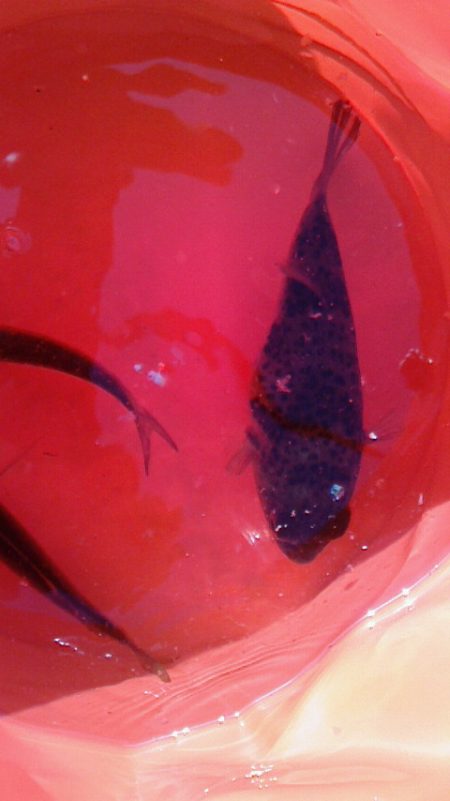 釣果はサビキのみ