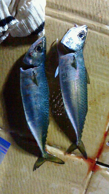 餌釣りに勝るものなし？？