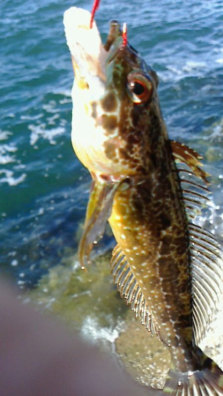 穴釣り・浮釣り