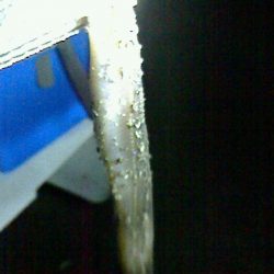 今日も太刀ボウズ