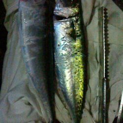 太刀と思えば鯖