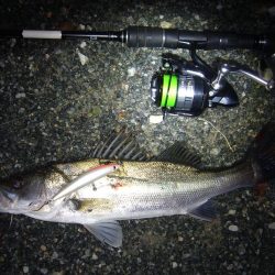 久々のシーバス