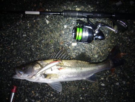 久々のシーバス