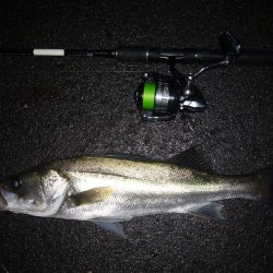 シーバス短時間狙い