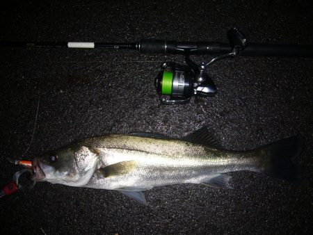 シーバス短時間狙い