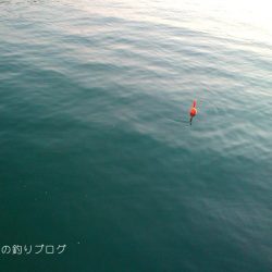 家族でちょいサビキ