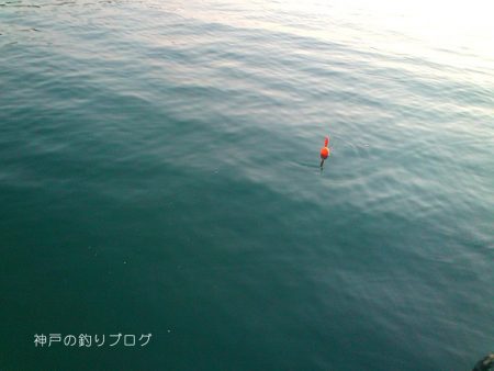 家族でちょいサビキ