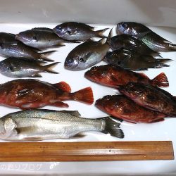 ウキフカセでチヌ狙い