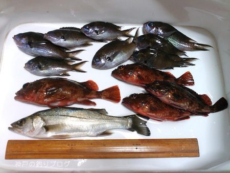 ウキフカセでチヌ狙い