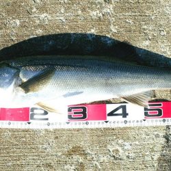 連続シーバスヒット!!