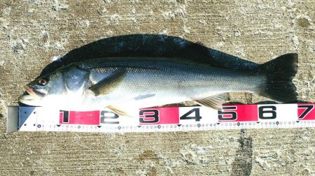 連続シーバスヒット!!