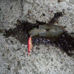 いまさら今年初イカ