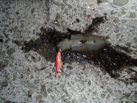 いまさら今年初イカ