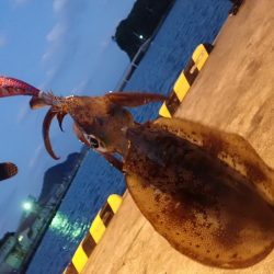 アオリイカ（エギング）