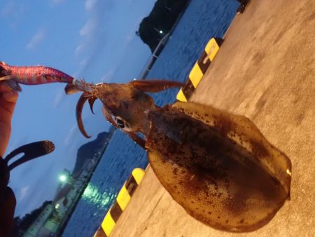 アオリイカ（エギング）