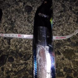 ワインドでタチウオ