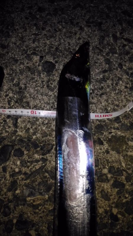 ワインドでタチウオ