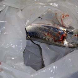 太刀魚釣り
