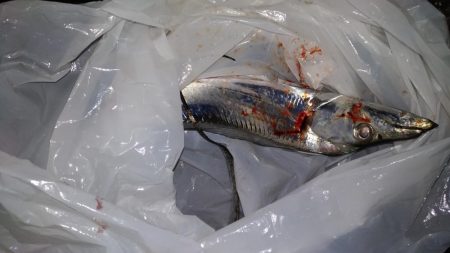 太刀魚釣り
