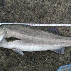 のませ釣りでスズキ