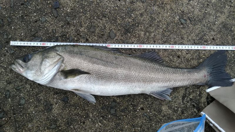 のませ釣りでスズキ