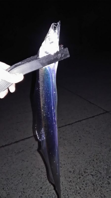 ナイト太刀魚