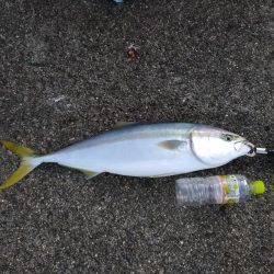 メジロと太刀魚