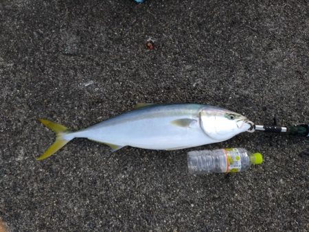 メジロと太刀魚