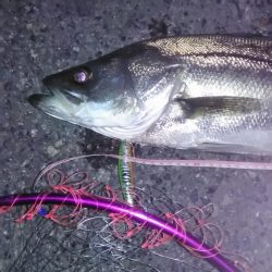 シーバスゲット