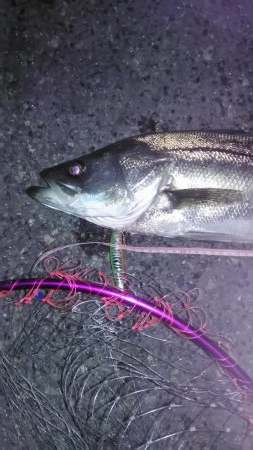 シーバスゲット