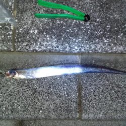 早朝の太刀魚からの五目
