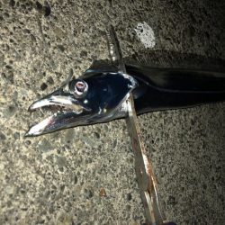 どんどんシブくなる太刀魚